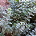 Palm Beach Medicinal Herbs- Wild Zaatar Oregano Seeds for Planting – Origanum Syriacum Seed – Culinary & Medicinal Herb-Indoor Outdoor Garden - High Germination Rate - 30 Seeds Pack