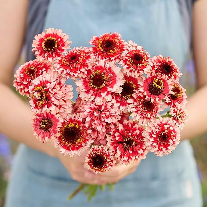 Eden Brothers Zinnia Seeds - Zinderella Fizz