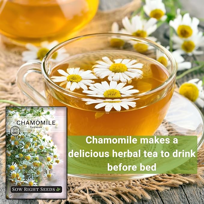 Sow Right Seeds - German Chamomile Seeds for Planting - Non-GMO Heirloom Packet with Instructions to Grow Herbal Tea - Medicinal & Aromatic Flower, Home Remedies - Small Daisy-Like Blooms (2)