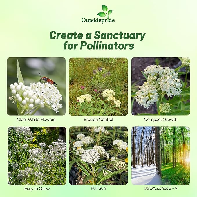 Outsidepride White Swamp Milkweed Seeds - 500 Pcs Perennial, Heat & Humid Tolerant, Pollinator-Friendly Wildflower Seeds, Ideal for Monarch Butterflies, Cut Flowers, Borders, or Meadows