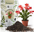 All-Natural Christmas Cactus Potting Soil Mix 4qt- Premium Well-Draining & Aerated ，Designed Specifically for Succulents and Cacti