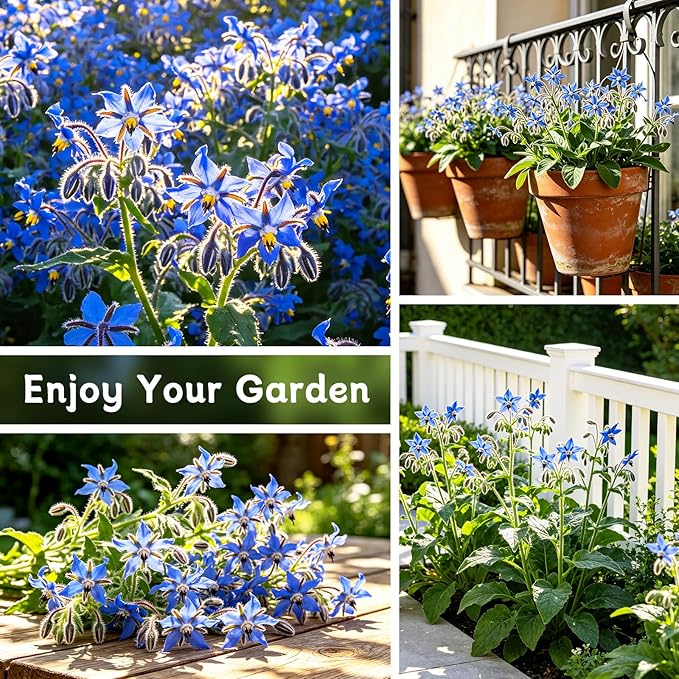 LUOJIBIE Borage Seeds, 4,000+ Blue Borage Seeds for Planting Outdoor & Indoor, Flower Seeds Bulk for Garden, Non-GMO & Heirloom, Easy to Grow