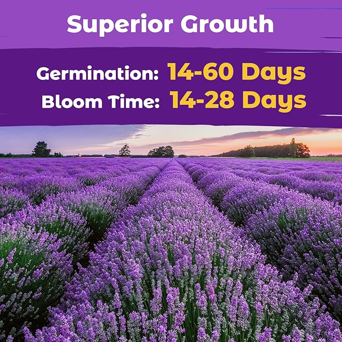 7,000+ Lavender Seeds Large Non GMO 3/4 Ounce Packet English Lavender Seeds- Heirloom Seeds Lavandula Angustifolia Wildflower Seed for Planting Indoor/Outdoor, High Germination