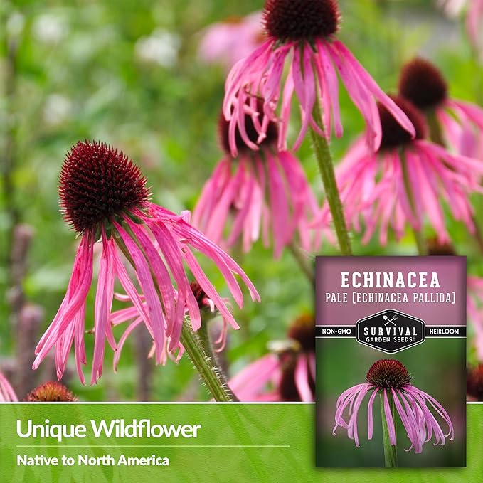 Survival Garden Seeds Pale Purple Coneflower Seeds for Planting - 1 Packet with Instructions for Growing Lavender-Pink Echinacea Pallida in Your Flower Garden - Non-GMO Heirloom Native Wildflower