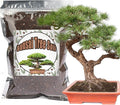 Doter Bonsai Soil Mix 2qt Ready to Use, Organic Bonsai Tree Soil Fits for Small Bonsai Pot, Suitable for Bonsai Seedling, Repotting, or Bonsai Starter Kit, black