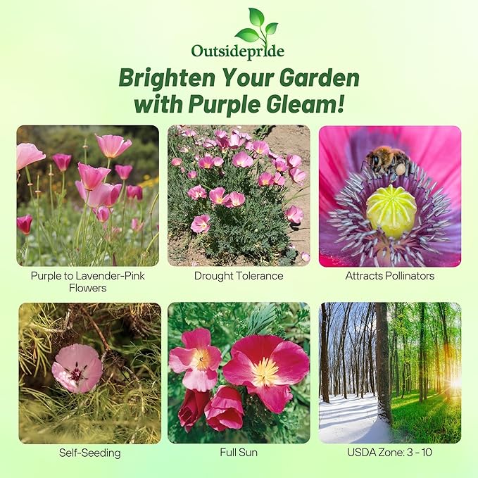 Outsidepride Purple Gleam California Poppy Seeds - 5000 Pcs. Annual, Drought-Tolerant & Easy to Grow Eschscholzia Wildflower Seeds for Vibrant Purple Blooms, Ideal for Borders & Pollinator Gardens