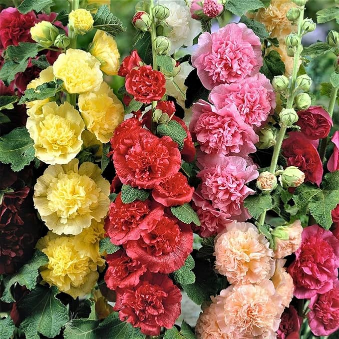 100pcs Double Hollyhock Seeds Radiant Rose - Mixed Colors, Non GMO Heirloom Garden Hardy Biennial, Vibrant & Tall Flowers - Ideal for Season-Long Blooms