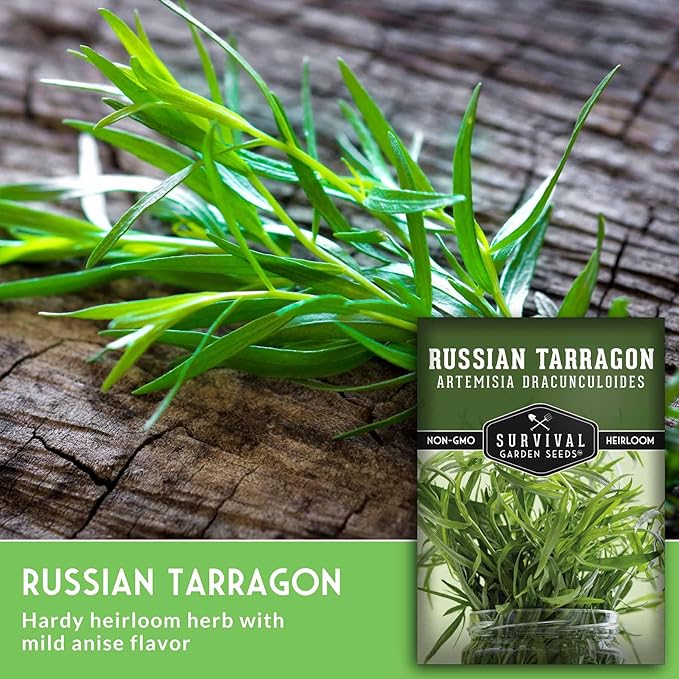 Russian Tarragon Seeds for Planting - Plant & Grow Big Flowering Herbs in Your Home Vegetable Garden - Non-GMO Heirloom Variety - Survival Garden Seeds (1 Pack)