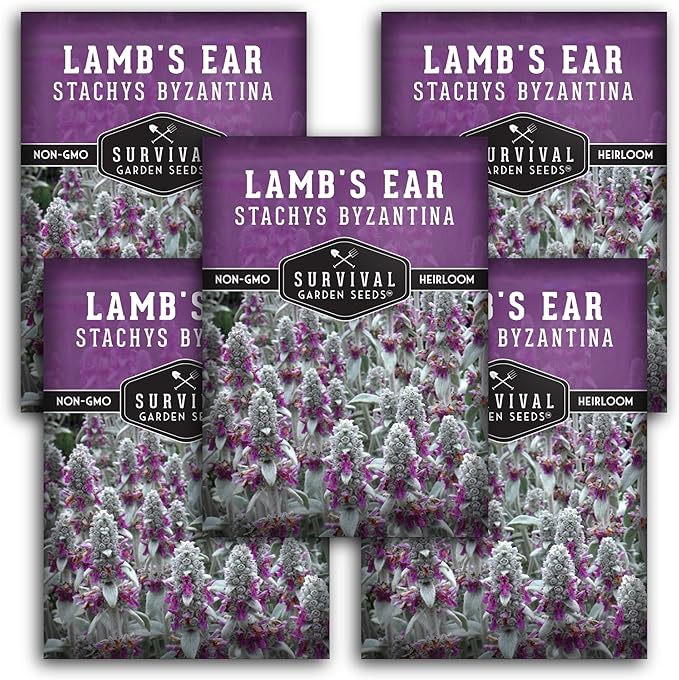 Lamb's Ear Seeds for Planting - 5 Packets with Instructions to Plant and Grow Shade and Drought Tolerant Wooly Betony in Your Home Garden - Non-GMO Heirloom Variety - Survival Garden Seeds