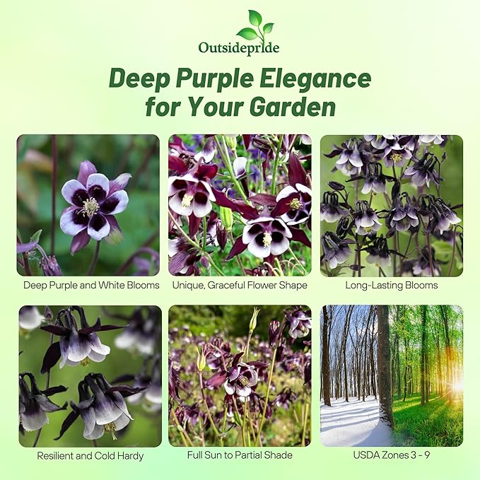 Outsidepride William Guinness Columbine Seeds - 1000 Pcs Perennial, Easy to Grow Flower Seeds for Planting, Suitable for Pollinator-Friendly Garden, Cut Floral Arrangements, Ground Covers, or Borders