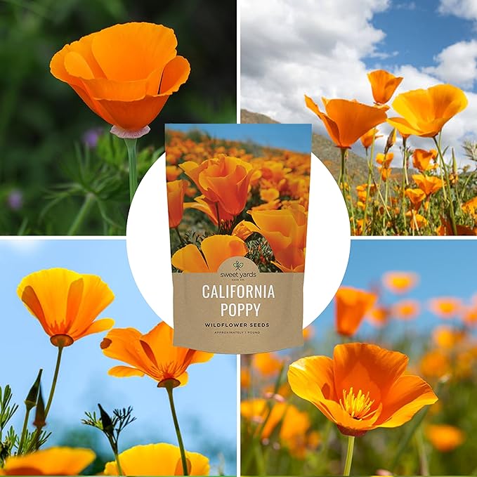 Bulk California Orange Poppy Wildflower Seeds - 5 Pounds - Over 1,600,000 Native Seeds - California State Flower!
