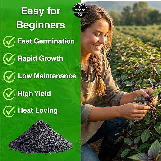 1549+ Thai Basil Seeds, Non-GMO Herb Seeds for Planting - Fast Growing, High-Yield, & Authentic Flavor - (Ocimum basilicum VAR.thyrsiflora)