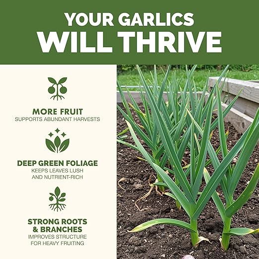 Garlic Fertilizer – Liquid Plant Food for Bigger Bulbs & Strong Root Development, 32 oz