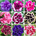 320+Perennial Mixed Petunia Flower Seeds for Planting Outdoor Non-GMO Heirloom