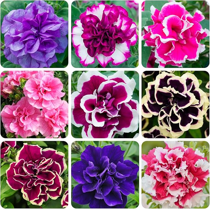 320+Perennial Mixed Petunia Flower Seeds for Planting Outdoor Non-GMO Heirloom