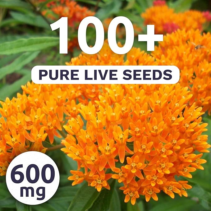 Butterfly Orange Milkweed - Large 600mg Envelope - 100 Flower Seeds for Planting - Asclepias tuberosa