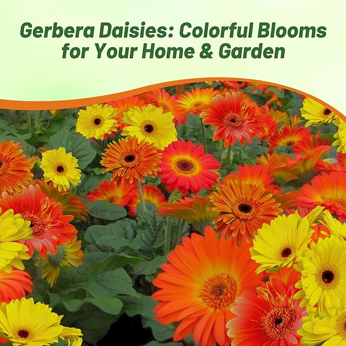 Outsidepride Fire Dark Eye Mix Gerbera Seeds - 20 Pcs Perennial, Compact & Low Maintenance, Flower Seeds for Planting w/Vibrant Mixed Blooms, Ideal for Garden Landscaping & Cut Flower Arrangements