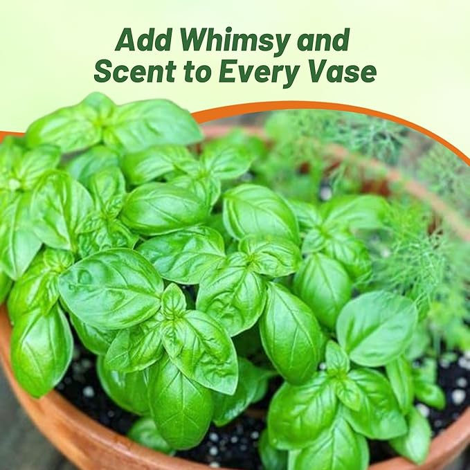 Outsidepride Genovese Sweet Basil Seeds for Planting - 1/8 lb. Easy to Grow Annual Herb Garden Seeds with Aromatic & Flavorful Foliage for Containers, Companion Planting, Indoors & Outdoors
