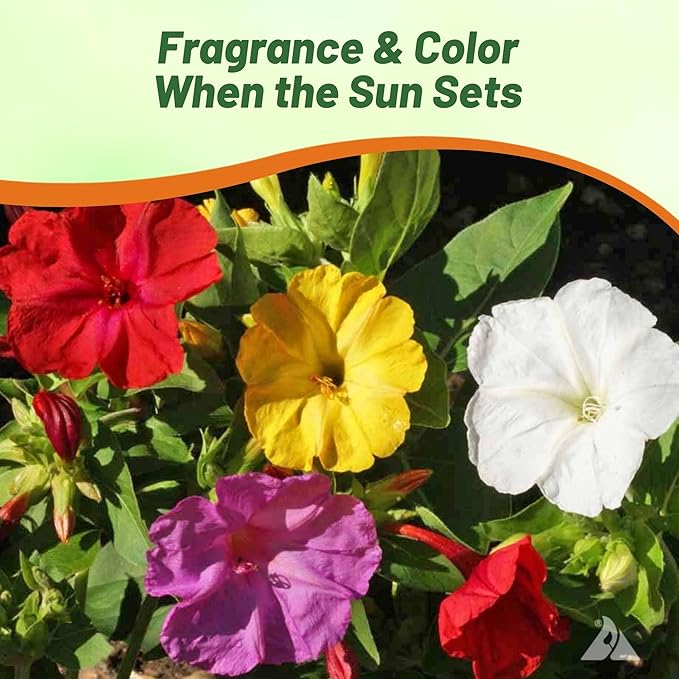 Outsidepride Mixed Four O'clock Flower Seeds - 1/4 lb Perennial Fragrant, Trumpet-Shaped Blooms, Deer-Proof & Easy to Grow, for Pollinator & Evening Gardens, Containers, Hedges, or Borders