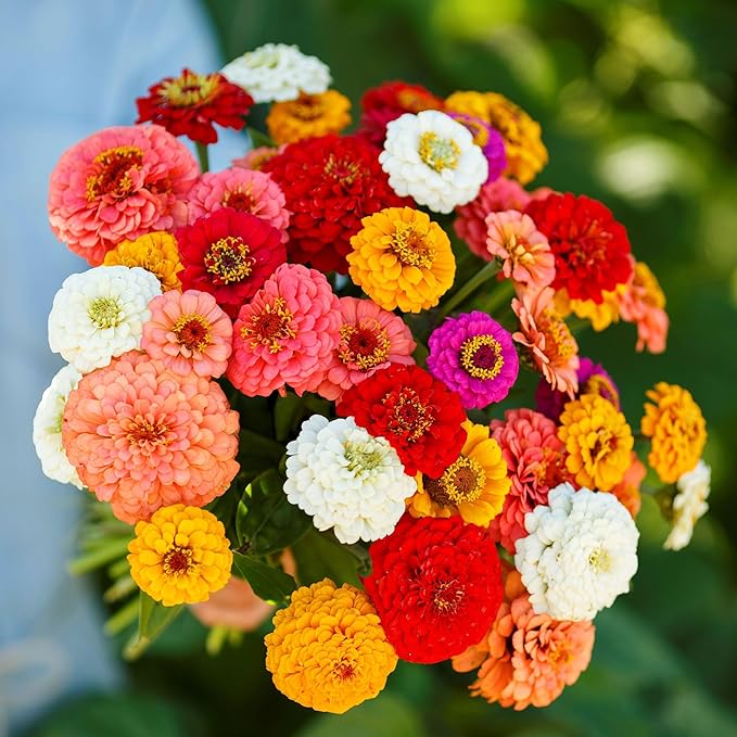 Eden Brothers Zinnia Seeds - Pumila/Cut & Come Again Mix, Non-GMO Seeds for Planting, 1 lb | Low-Maintenance Flower Seeds, Plant During Spring, Zones 3, 4, 5, 6, 7, 8, 9, 10