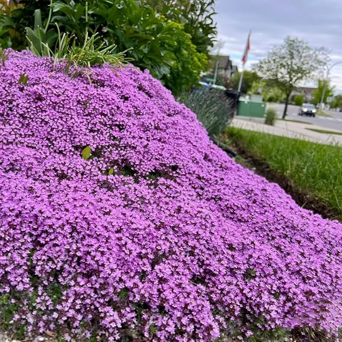 20000+ Magic Purple Creeping Thyme Seeds for Planting Ground Cover Plants Heirloom Flowers Perennial Thyme Non-GMO Thymus Serpyllum Seed