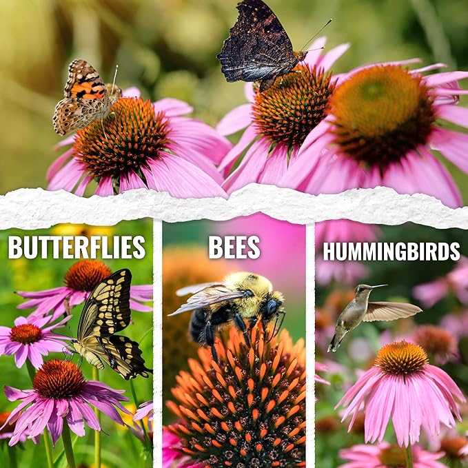 Seed Needs Coneflower Seeds for Planting Purple Echinacea Coneflowers - Heirloom & Open Pollinated Perennial Medicinal Flower - Perfect Wildflowers for a Butterfly Garden (1 Pack)