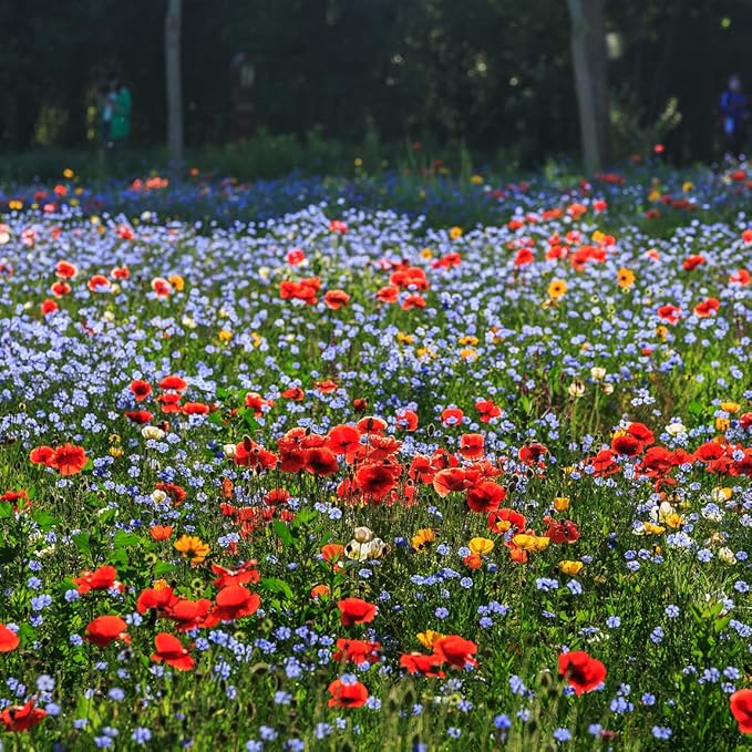 Wildflower Seeds Mixed, Perennial Flower Seeds fo Plating (4 Ounces 36000 Seeds)