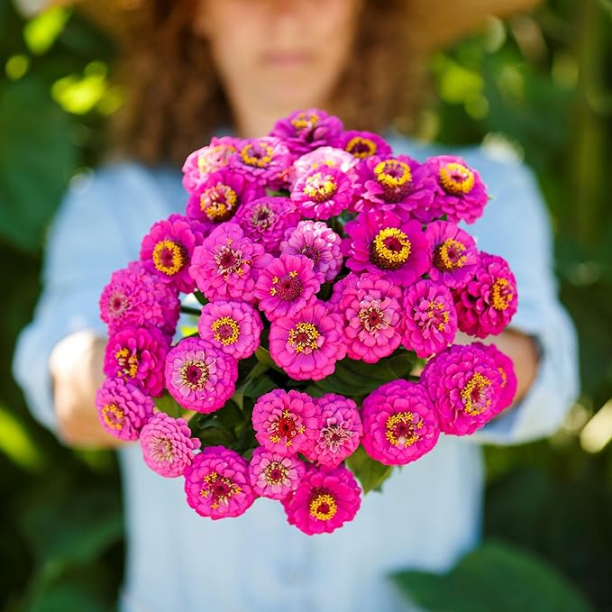 Eden Brothers Zinnia Seeds - Pumila Violet, Non-GMO Seeds for Planting, Packet | Low-Maintenance Flower Seeds, Plant During Spring, Zones 3, 4, 5, 6, 7, 8, 9, 10