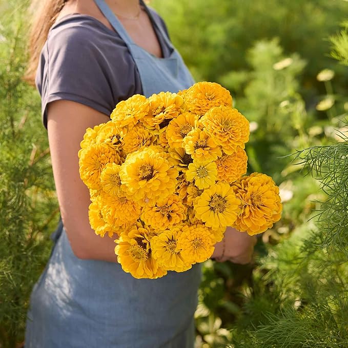 Eden Brothers Zinnia Seeds - Benary Giant Golden Yellow