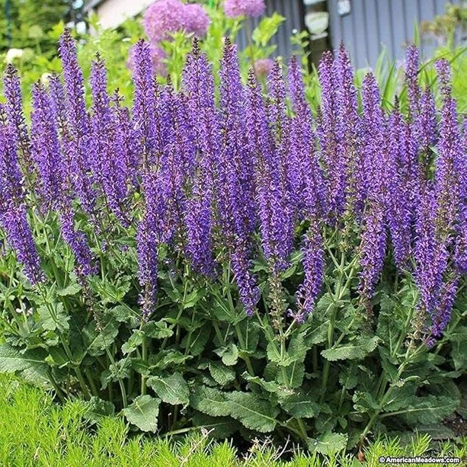 SAVOIR 100PCS Seeds May Night Blue Salvia Meadow Sage Organic Ornamental Perennial Flowers Seed Planting Outdoors Garden