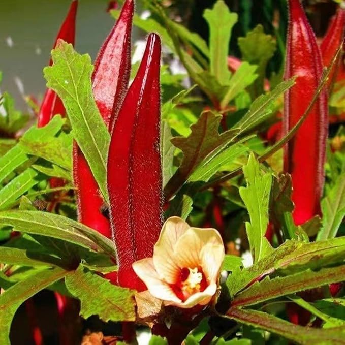 Mix Okra Seeds for Planting, 300pcs Non-GMO Heirloom Okra Vegetable Seeds, Vegetables Plants Fresh Food Plants Home Garden for Outdoors Indoors