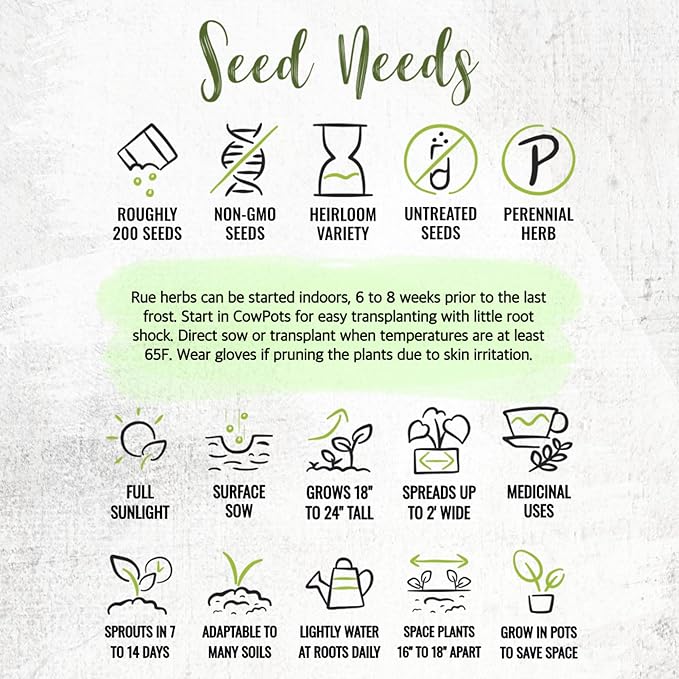 Seed Needs Rue Seeds for Planting - Non-GMO Heirloom & Untreated Perennial Herb Seed to Plant a Home Grown Medicinal Garden Indoors or Outdoors (2 Packs)