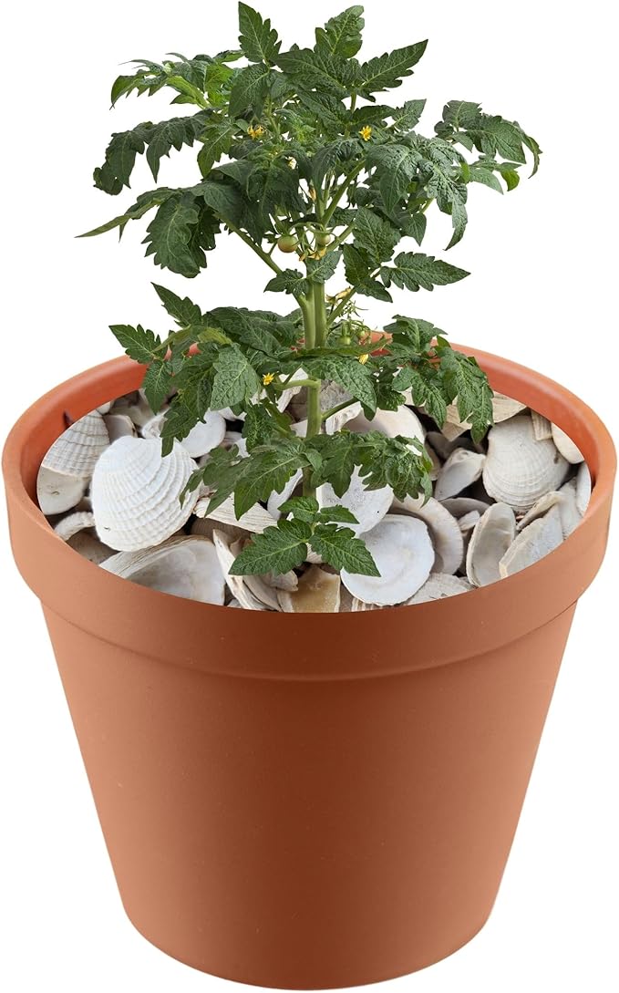 Versatile Shells for Outdoor Landscaping - Ideal Decorative Rocks for Plants Indoor & Outdoor, White Shell, Landscaping Stones. 1 Quart