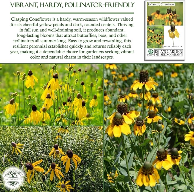 Clasping Coneflower Seeds (Dracopis amplexicaulis) – 1000+ Non-GMO & Heirloom Yellow Flower Seeds for Planting, by Isla’s Garden Seeds, Hardy Native Wildflower, Attracts Pollinators, Gift Idea