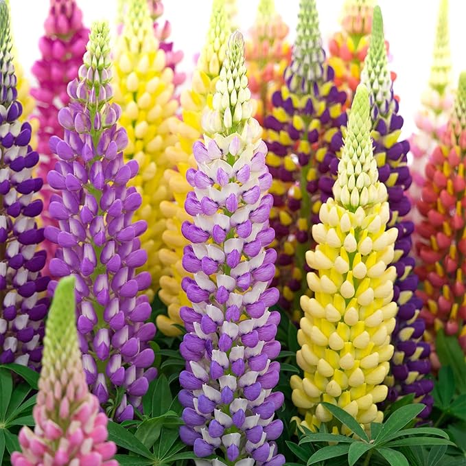 Groundio Russell Lupine Seeds, Lupinus Polyphyllus 36-48 Inch Tall Mix Color Flower, Red, White, Pink, Purple Perfect for Garden, Non-GMO, Heirloom, Open Pollinated, USDA Zone 3-9