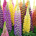 Groundio Russell Lupine Seeds, Lupinus Polyphyllus 36-48 Inch Tall Mix Color Flower, Red, White, Pink, Purple Perfect for Garden, Non-GMO, Heirloom, Open Pollinated, USDA Zone 3-9
