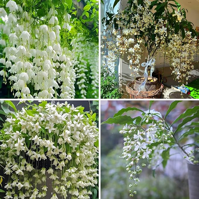 Climbing Weeping Jasmine Seeds for Planting, 300+pcs Fragrant Climber Jasmine Perennial Flower Seeds Plants, Heirloom Non-GMO Beauty Climbing Flowers for Home Garden Outdoors