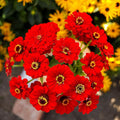 Eden Brothers Zinnia Seeds - Scarlet Flame, Non-GMO Seeds for Planting, 1 oz | Low-Maintenance Flower Seeds, Plant During Spring, Zones 3, 4, 5, 6, 7, 8, 9, 10