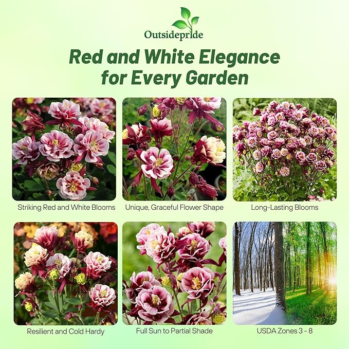 Outsidepride Red White Columbine Seeds - 20 Pcs Perennial, Easy to Grow Flower Seeds for Planting, Suitable for Pollinator-Friendly Garden, Cut Floral Arrangements, Ground Covers, or Borders