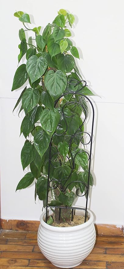 Hosley Set of 2 Iron Wave Pot Trellis 28 Inch H Ideal Gift for Floral Arrangements Wedding Party and Use Next to Structures Home or Office or in Planters for Growing Floral Plants Vines and Vegetables