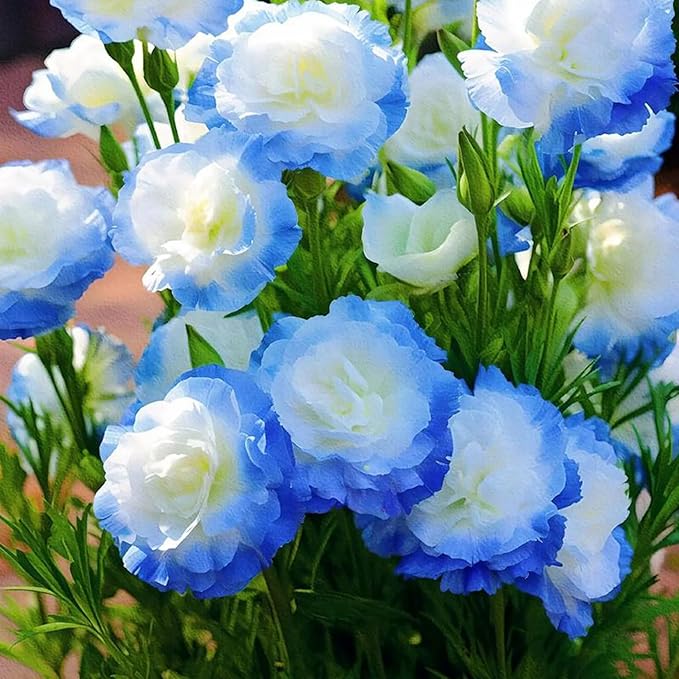 Mixed Lisianthus Seeds for Planting, 300pcs Perennial Lisianthus Flower Seeds, Non-GMO Eustoma Cut Flowers Beauty Home Garden Ornamental Plants for Outdoors Indoors
