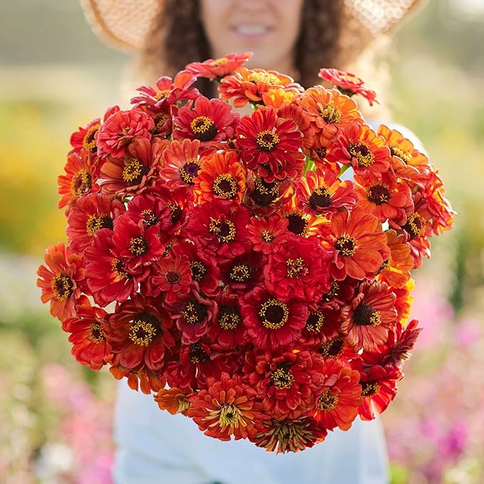 Eden Brothers Zinnia Seeds - Oriole, Non-GMO Seeds for Planting, 1 oz | Low-Maintenance Flower Seeds, Plant During Spring, Zones 3, 4, 5, 6, 7, 8, 9, 10