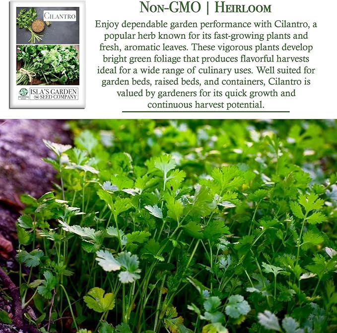 Cilantro Seeds (Coriandrum sativum) – 500+ Heirloom Non-GMO Seeds by Isla’s Garden Seeds, Fresh Aromatic Leaves, Fast Growing Culinary Herb, Also Known as Coriander, Ideal for Containers Garden Beds