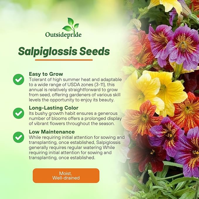 Outsidepride Painted Tongue Salpiglossis Seeds - 10000 Pcs. Annual, Versatile & Pollinator Friendly, Flower Seeds for Planting Vibrant Trumpet-Shaped Mixed Blooms for Garden Beds & Cut Flower Bouquets