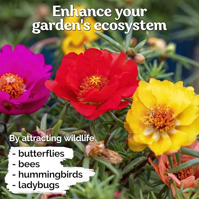 KVITER 15,000 Mix Moss Rose Seeds for Planting (Portulaca grandiflora) - Heirloom Flowering Ground Cover, Purslane Double Flower Portulaca Seed - Flower Seeds to Plant Outside, Beds, Baskets