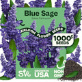 SVI 1000 Blue Sage Seeds for Planting (Salvia farinacea) - Heirloom Sage, Salvia Perennial Wildflower - Flower Seeds to Plant Outside in Pollinator Garden, Meadows, Borders, Beds