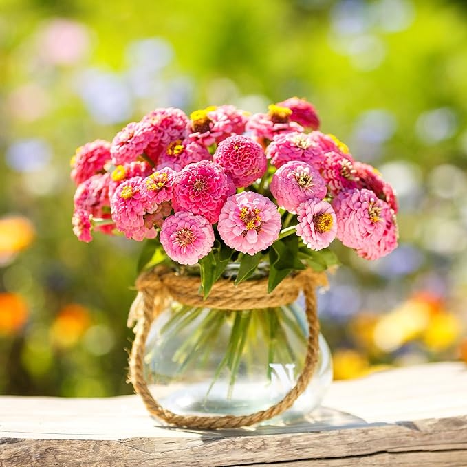 Eden Brothers Zinnia Seeds - Lilliput Rose, Non-GMO Seeds for Planting, 1/4 lb | Low-Maintenance Flower Seeds, Plant During Spring, Zones 3, 4, 5, 6, 7, 8, 9, 10