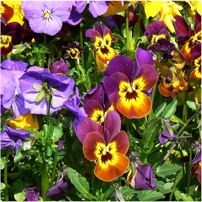 Seed Needs Viola Seeds for Planting Bambini Violas - Heirloom & Open Pollinated Annual Flowers to Plant and Grow an Outdoor Wildflower Butterfly Garden to Attract Pollinators (1 Pack)