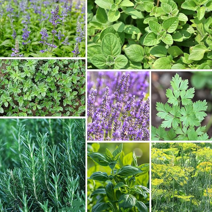 Groundio 15 Herb Seeds Variety Pack | 5,700+ Non-GMO Heirloom Seeds for Planting Indoor & Outdoor | Culinary Collection | Grow Your Own Garden | Gardening Gift