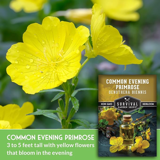 Common Evening Primrose Seeds for Planting - Biennial Native Wildflower, Night-Blooming with Yellow Flowers - Oenothera biennis - Non-GMO Heirloom - Survival Garden Seeds (1 Pack)